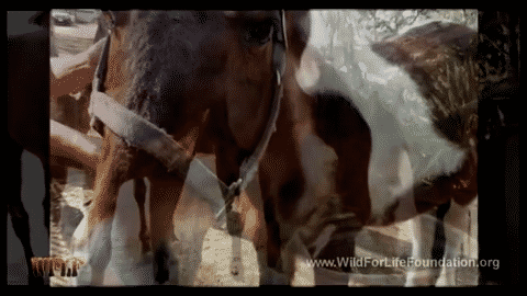 Equine Rescue & Rehab